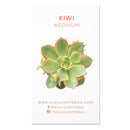 Aeonium Succulent ID Cards