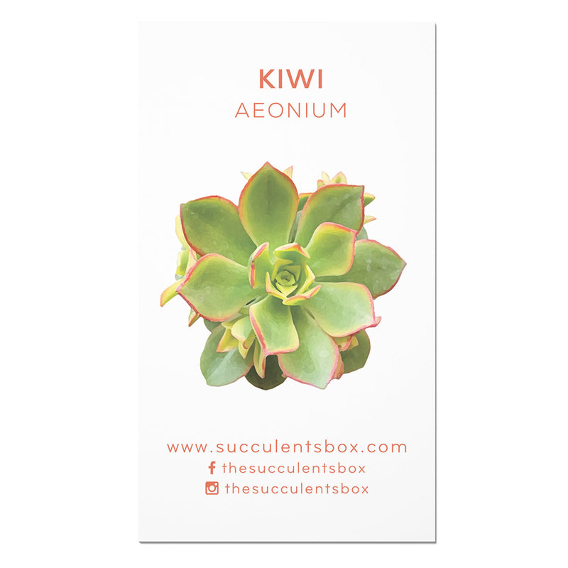 Aeonium Succulent ID Cards