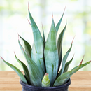 Agave Weberi