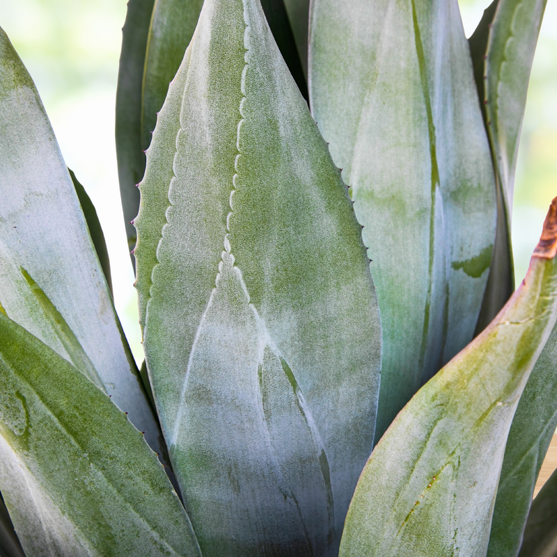 Agave Weberi