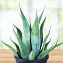 Agave Weberi