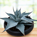 Whale's Tongue Agave | Agave ovatifolia