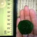Marimo Moss Balls For Aquarium 2-3 Year 3-4cm Moss Balls: 5/10/20/50PCS Kokedama Japanese Algae Ball Wholesale