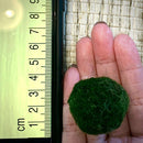Sample Marimo Moss Balls For Aquarium Multiple Size - Kokedama Japanese Algae Ball