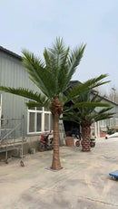 Royal Palm Artificial Tree 13ft–23ft – UV Resistant (10–12 Week Lead Time) by Designer Plants USA