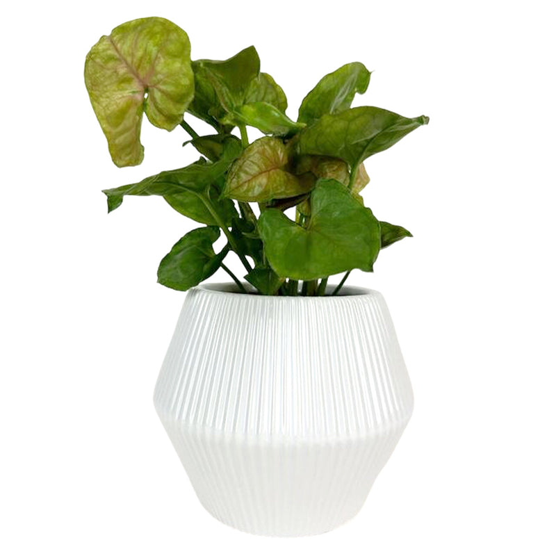 6 inch White Glazed Geometric Striped Ceramic Planter