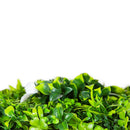Sample Panel – White Oasis Vertical Garden (Small Sample) by Designer Plants USA