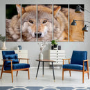 Wild Wolf Wall Art Canvas Print, Framed Canvas Print, Modern by MyGreatCanvas | Canvas Wall Art Prints | Photo Prints & Wall Decor