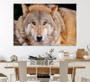 Wild Wolf Wall Art Canvas Print, Framed Canvas Print, Modern by MyGreatCanvas | Canvas Wall Art Prints | Photo Prints & Wall Decor