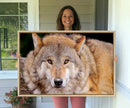 Wild Wolf Wall Art Canvas Print, Framed Canvas Print, Modern by MyGreatCanvas | Canvas Wall Art Prints | Photo Prints & Wall Decor
