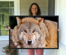 Wild Wolf Wall Art Canvas Print, Framed Canvas Print, Modern by MyGreatCanvas | Canvas Wall Art Prints | Photo Prints & Wall Decor