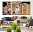 Wild Wolf Wall Art Canvas Print, Framed Canvas Print, Modern by MyGreatCanvas | Canvas Wall Art Prints | Photo Prints & Wall Decor