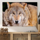 Wild Wolf Wall Art Canvas Print, Framed Canvas Print, Modern by MyGreatCanvas | Canvas Wall Art Prints | Photo Prints & Wall Decor