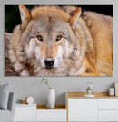 Wild Wolf Wall Art Canvas Print, Framed Canvas Print, Modern by MyGreatCanvas | Canvas Wall Art Prints | Photo Prints & Wall Decor