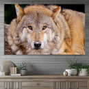 Wild Wolf Wall Art Canvas Print, Framed Canvas Print, Modern by MyGreatCanvas | Canvas Wall Art Prints | Photo Prints & Wall Decor