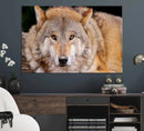 Wild Wolf Wall Art Canvas Print, Framed Canvas Print, Modern by MyGreatCanvas | Canvas Wall Art Prints | Photo Prints & Wall Decor
