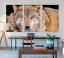 Wild Wolf Wall Art Canvas Print, Framed Canvas Print, Modern by MyGreatCanvas | Canvas Wall Art Prints | Photo Prints & Wall Decor