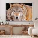 Wild Wolf Wall Art Canvas Print, Framed Canvas Print, Modern by MyGreatCanvas | Canvas Wall Art Prints | Photo Prints & Wall Decor