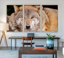 Wild Wolf Wall Art Canvas Print, Framed Canvas Print, Modern by MyGreatCanvas | Canvas Wall Art Prints | Photo Prints & Wall Decor