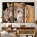 Wild Wolf Wall Art Canvas Print, Framed Canvas Print, Modern by MyGreatCanvas | Canvas Wall Art Prints | Photo Prints & Wall Decor