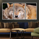 Wild Wolf Wall Art Canvas Print, Framed Canvas Print, Modern by MyGreatCanvas | Canvas Wall Art Prints | Photo Prints & Wall Decor
