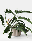 Wrap Planter - 4 sizes