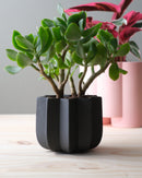 Wrap Planter - 4 sizes