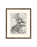 Pine Etchings 2