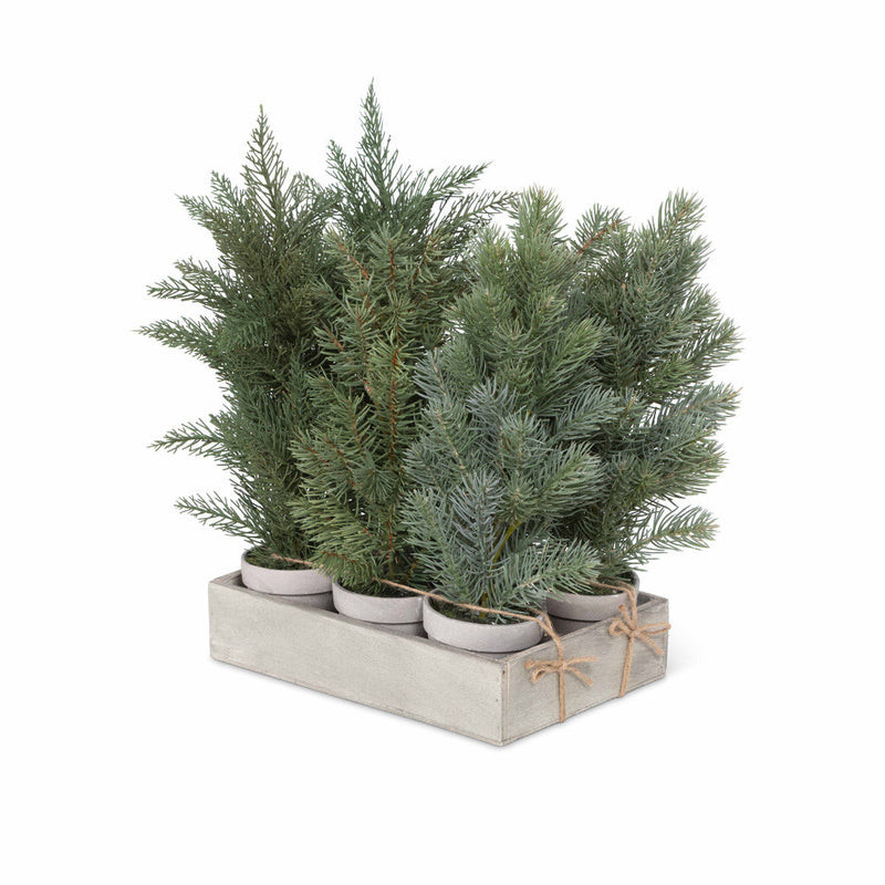 Lovecup Evergreen Nursery Flat 6 Pots L734