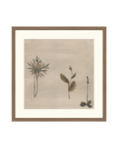 Botanical Thoughts IV