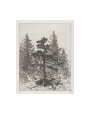 Pine Etching