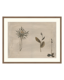 Botanical Thoughts IV