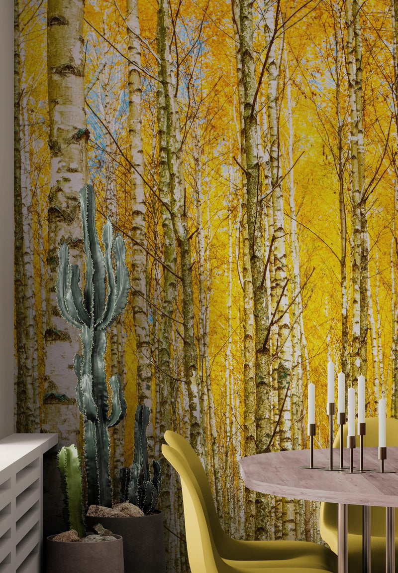 Autumn Scenic Birch Tree Forest Wall Mural | Peel and Stick Wallpaper.