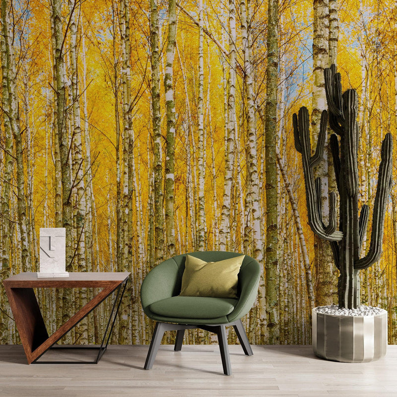 Autumn Scenic Birch Tree Forest Wall Mural | Peel and Stick Wallpaper.