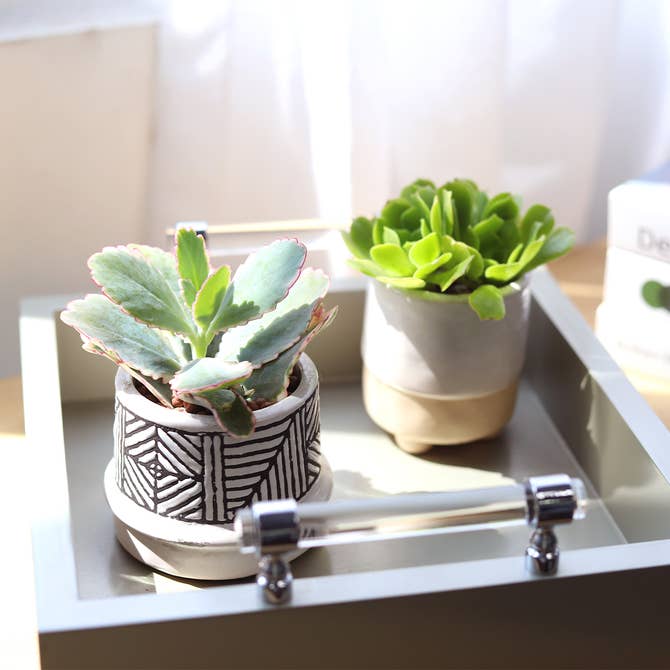 Lavender Scallops Kalanchoe