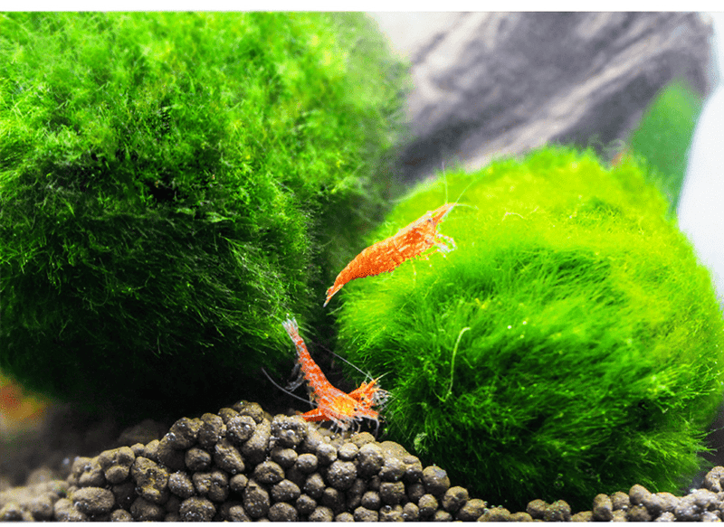 Live Marimo Moss Ball Aquarium 6PCS Set Kokedama Ball for 20 Gallon Aquarium