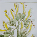 19.7x27.6 Botanical Wall Arts, Set of 2 by HouseOfZazla