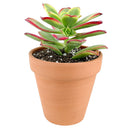 Aeonium Kiwi Haworthii