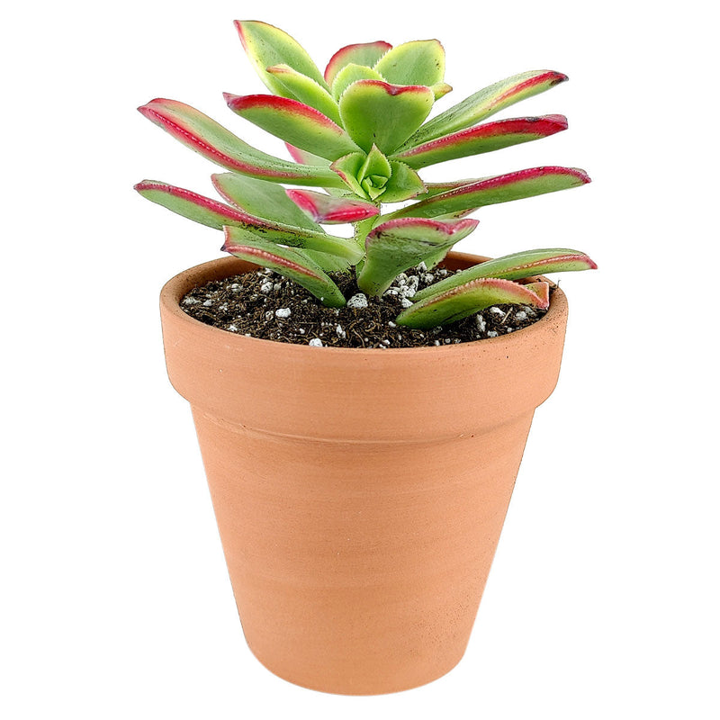 Aeonium Kiwi Haworthii