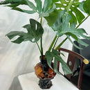 GobekUsa Irregular Glass Vase: Desk Decor, Flower Arrangement, Aesthetic Room Pot