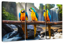 Macaw Friends Wall Art