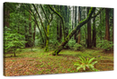 Muir Woods Forest Wall Art