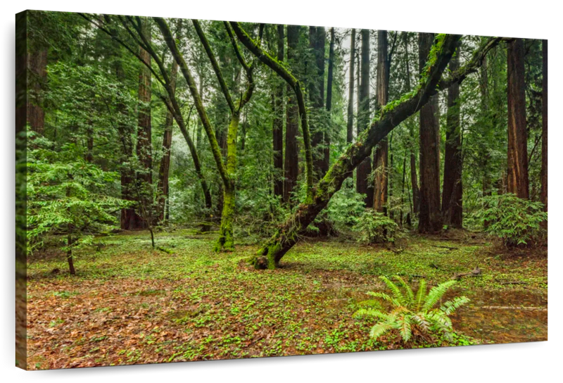 Muir Woods Forest Wall Art