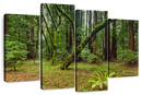 Muir Woods Forest Wall Art