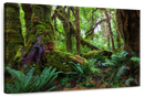 Mossy Rainforest Wall Art