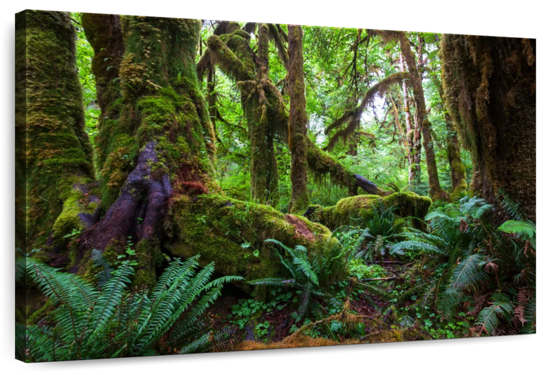 Mossy Rainforest Wall Art