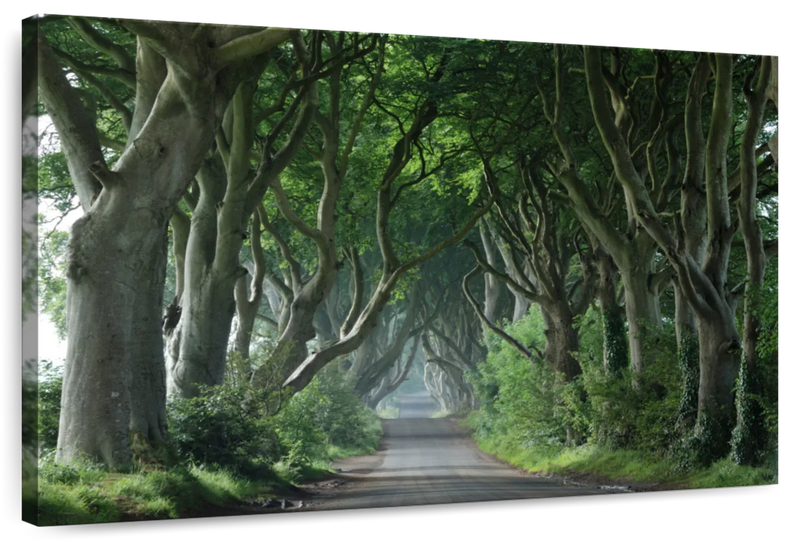 Dark Hedges Wall Art