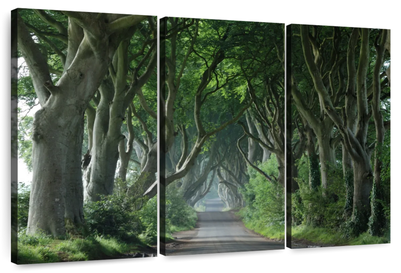 Dark Hedges Wall Art