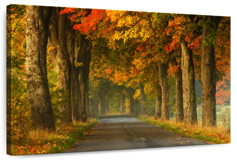 Polish Autumn Road Wall Art