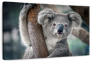 Happy Koala Wall Art